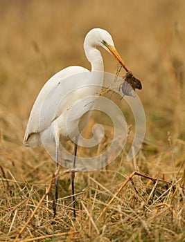 Great white heron
