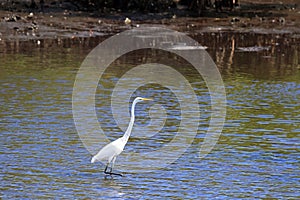 Great white heron