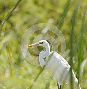 Great White Heron