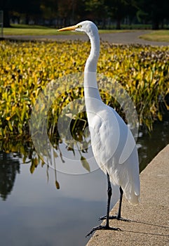 Great White Heron