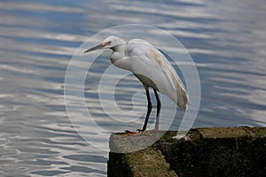 Great white heron