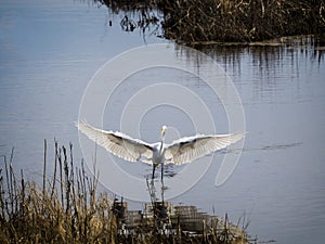 Great White Heron