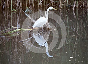 Great White Heron (Ardea alba) in wetlands photo