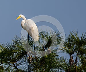 Great White Egret in the Christmas Pine