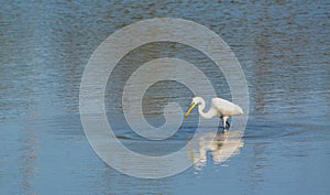 Great White Heron at Big Talbot Island State Park, Jacksonville, Duval County Florida USA