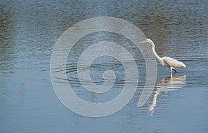 Great White Heron at Big Talbot Island State Park, Jacksonville, Duval County Florida USA