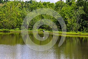 A great white heron bird in flight over vast green lake water surrounded by lush green trees reflecting off the lake