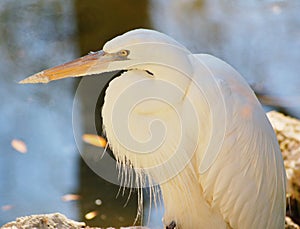 Great White Heron-color Morph
