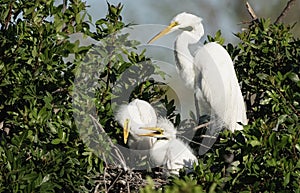 Great white heron family in the Venice Rookery, Florida