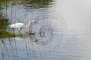 Great white heron on feeding edge of wetland