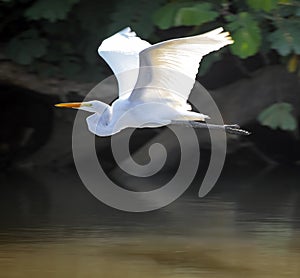 Great white heron flies beautifully over dark water