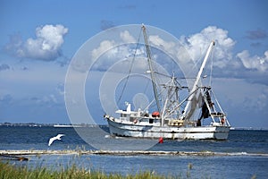 Great white heron flies by a shrimping boat as it heads out