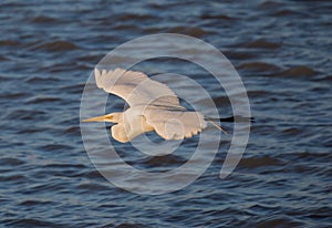 Great White Heron in flight; Alviso, CA photo
