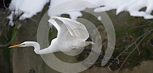 A Great white heron in flight. Ukraine. 2018