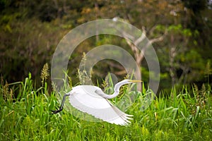 Great White Heron Flight