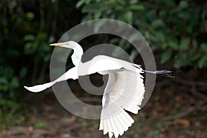 Great White Heron in Flight