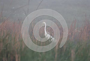 Great White Heron in the fog