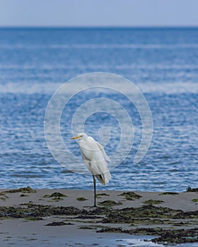 Great white heron or Great egret, Ardea alba, close-up portrait at sea shore with bokeh background, selective focus