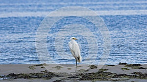 Great white heron or Great egret, Ardea alba, close-up portrait at sea shore with bokeh background, selective focus, shallow DOF