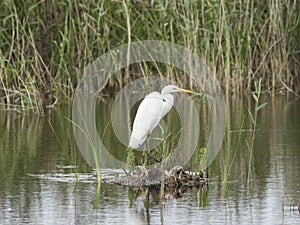 Great white heron or Great egret, Ardea alba, close-up portrait on small island at lake with bokeh background