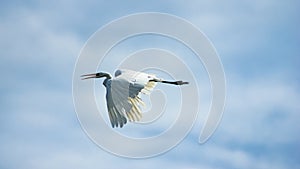 Great white heron, Great egret or Ardea alba portrait in flight against sky, selective focus, shallow DOF
