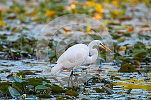 Great white heron hunting in the marsh lands