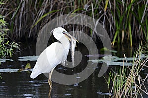 Great white heron (a.k.a. great blue heron)