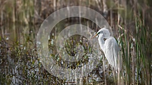 Great white Heron in the marsh lands