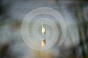 Great White Heron through Marshland Weeds