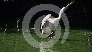 A great white heron sits on a tree branch on the river - a large wetland bird of the heron family.
