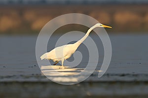 Great white heron stande in the calme water photo