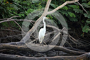Great white Heron standing on a fallen tree