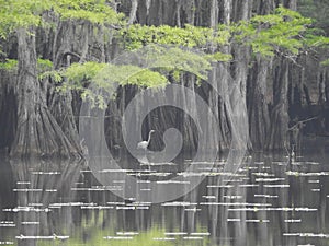 Great White Heron Standing in Swamp with Bald Cypress at Caddo Lake State Park, Texas