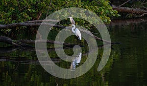 Great white heron standing on a tree branch with the reflection of the water, trees background