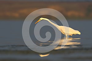 Great white heron stands in the calme water