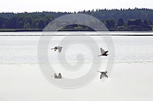 Great white heron. Summer day in August. Lake. Birds. Water and reflection