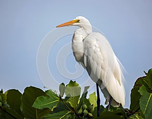 Great white heron on tree against the blue sky