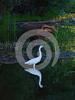 Great white heron in water