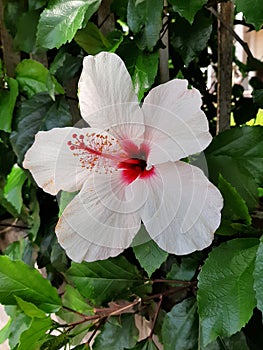 A great white hybiscus flower in the garden