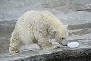 El gran blanco norte un oso 