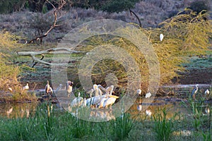 Great white pelican