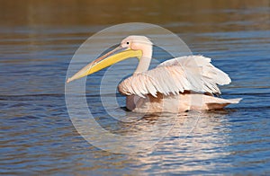 Great white pelican