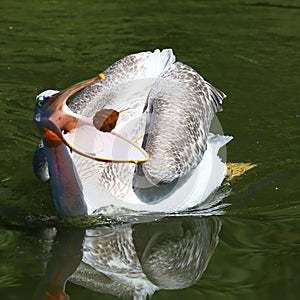 Great White Pelican