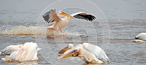 Great white pelican