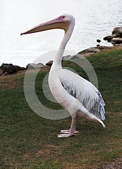 Great White Pelican