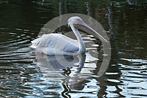 Great White Pelican