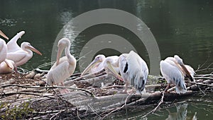 Great white pelican