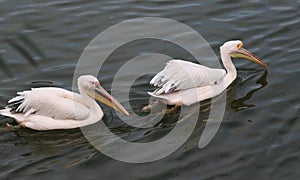 Great white pelican