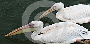 Great white pelican