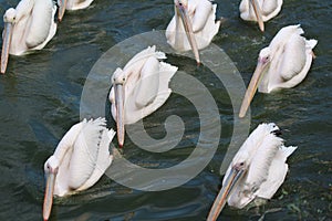 Great white pelican